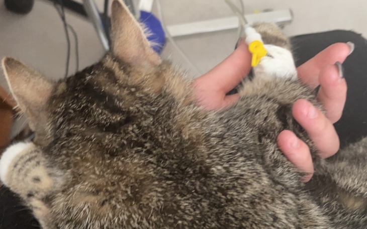 Zbiórka Uratuj Coco - zdjęcie główne