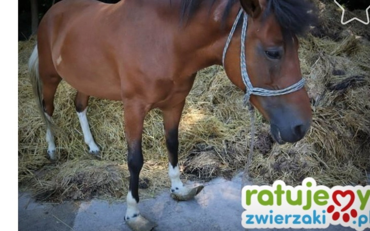 Zbiórka Pomóż ocalić Bogusię- proszę - zdjęcie główne