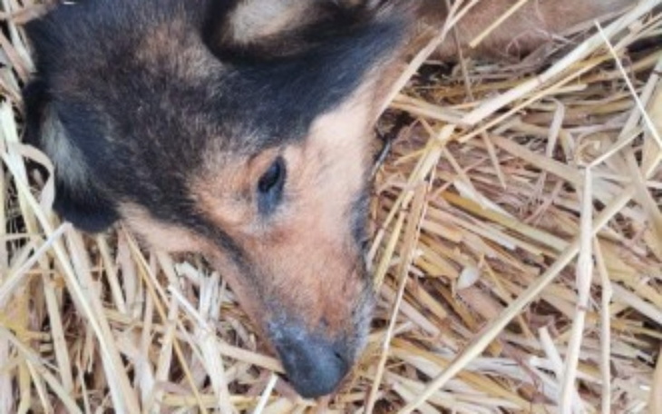 Pies leżący w słomie, odpoczywający.