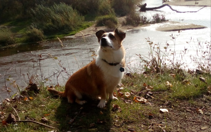 Zbiórka Leczenie Zivy - zdjęcie główne
