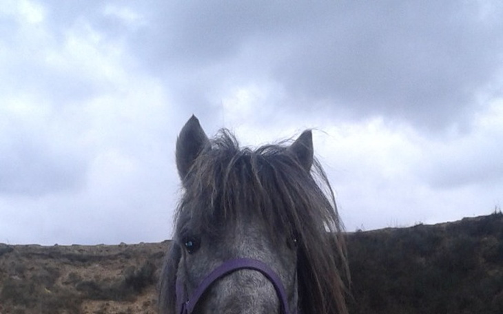 Zbiórka Ratunek  dla koni  ze  Skaryszew - zdjęcie główne