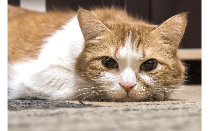 Zbiórka na leczenie chorego kotka - zdjęcie główne