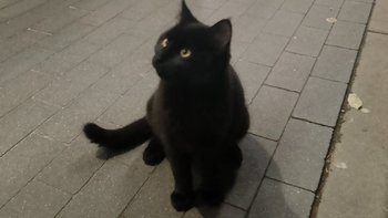 Zbiórka Kotka pod galeria - miniaturka zdjęcia