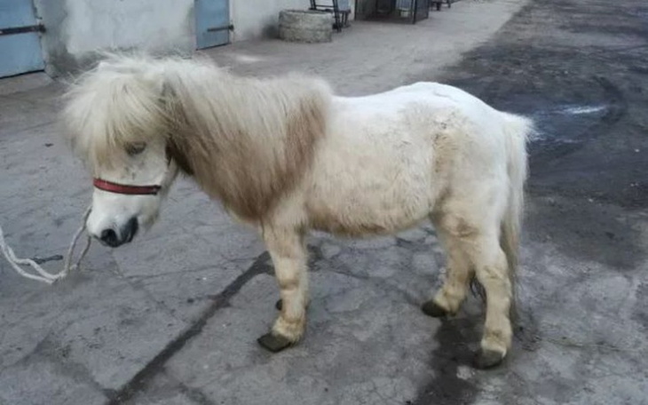 Zbiórka kucyk - zdjęcie główne