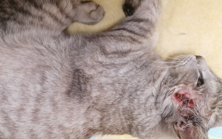 Kot leżący na stole, z widocznymi ranami na uchu.