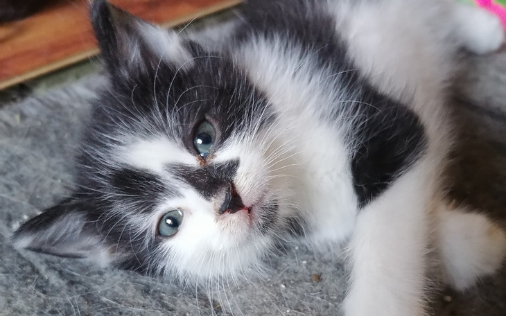 Zbiórka Karma i szczepienie dla kociaków - zdjęcie główne