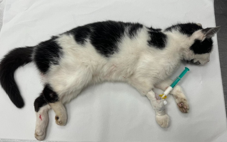 Zbiórka Nutka ze złamaną łapą - zdjęcie główne