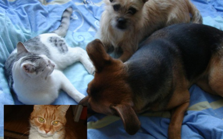 Zbiórka Pmożesz moim siersciuszkom ?? - zdjęcie główne