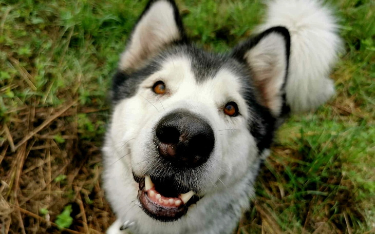 Szczęśliwy pies rasy Alaskan Malamute w zielonej trawie.