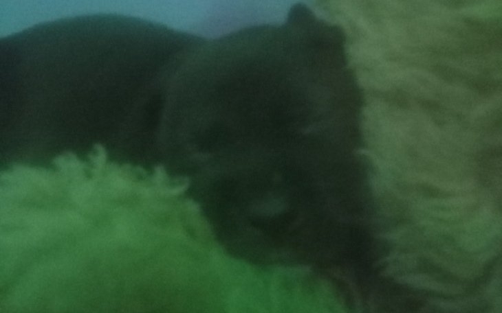 Zbiórka Na weterynarza dla psinki - zdjęcie główne