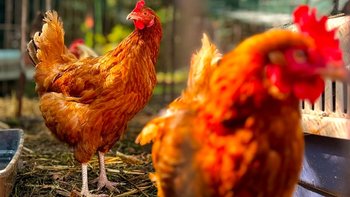 Zbiórka 🐔 Kurki już są u siebie. Teraz chcemy dać im prawdziwy dom. - miniaturka zdjęcia