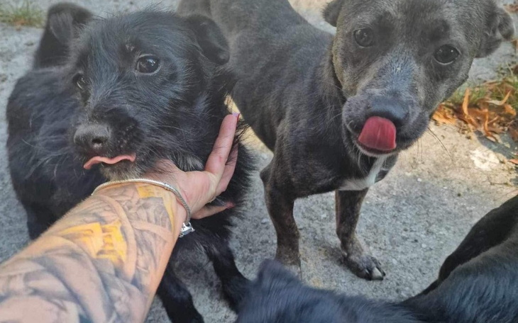 Zbiórka Matka z dwójką szczeniąt - zdjęcie główne