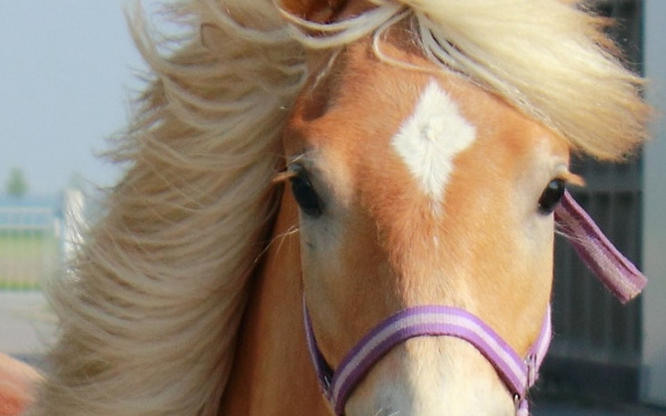 Zbiórka Koń dla córki - zdjęcie główne