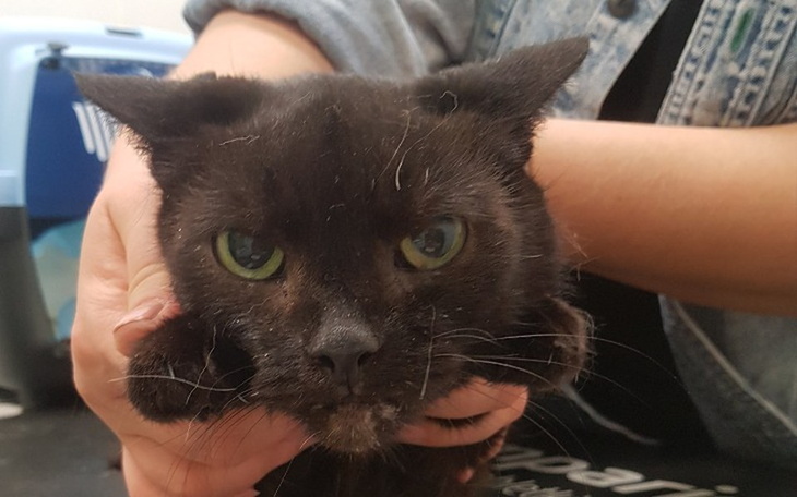 Zbiórka Ursa - zdjęcie główne