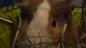 Zbiórka Kurpiowska dama w opałach - miniaturka zdjęcia