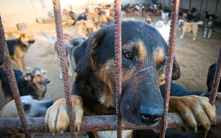 Zbiórka Zwierzęta pomoc - zdjęcie główne
