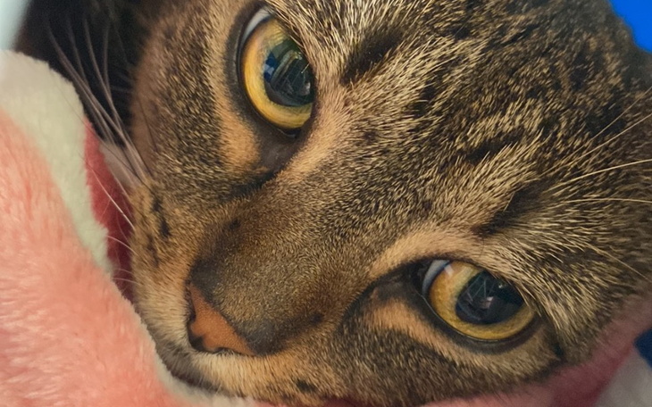 Zbiórka Nela walczy z FeLV - zdjęcie główne