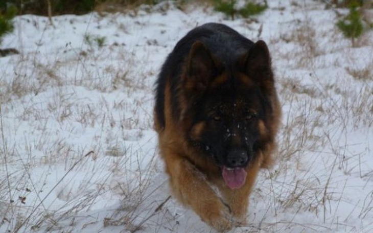 Zbiórka Na karme i leki dla porzuconych - zdjęcie główne