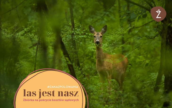Sarna w lesie, otoczona zielenią, z napisem o zbiórce.