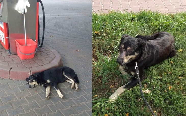 Zbiórka Pogryziony Staruszek - zdjęcie główne