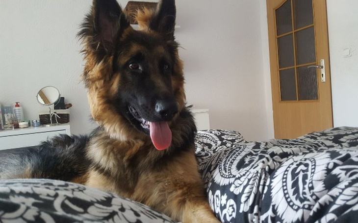 Zbiórka Operacja łapy mojego pieska - zdjęcie główne