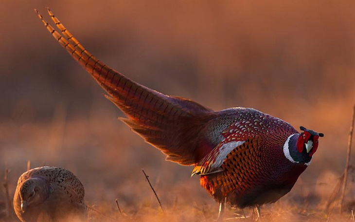 Zbiórka Zestaw fotograficzny - zdjęcie główne