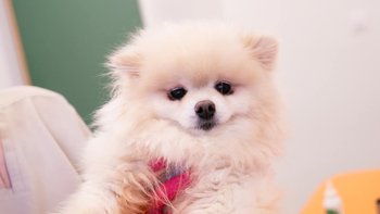 Zbiórka Dla Adeli - miniaturka zdjęcia