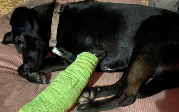 Pies z opatrunkiem na łapie, leżący na kanapie.