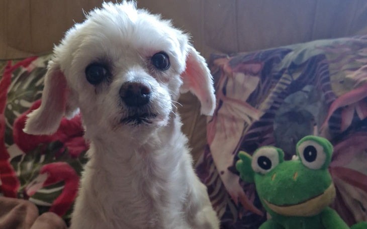 Zbiórka Kastracja dorosłego pieska - zdjęcie główne