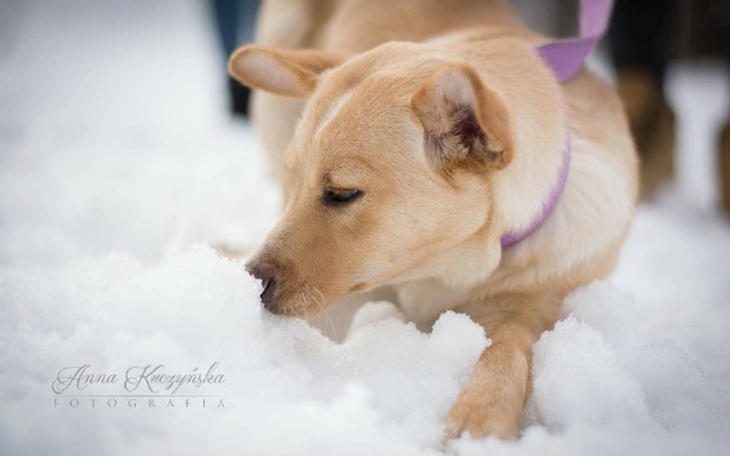 Zbiórka Schronisko Wałbrzych pilna pomoc - zdjęcie główne