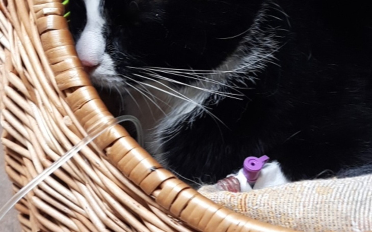 Zbiórka kot liluś jest chory - zdjęcie główne