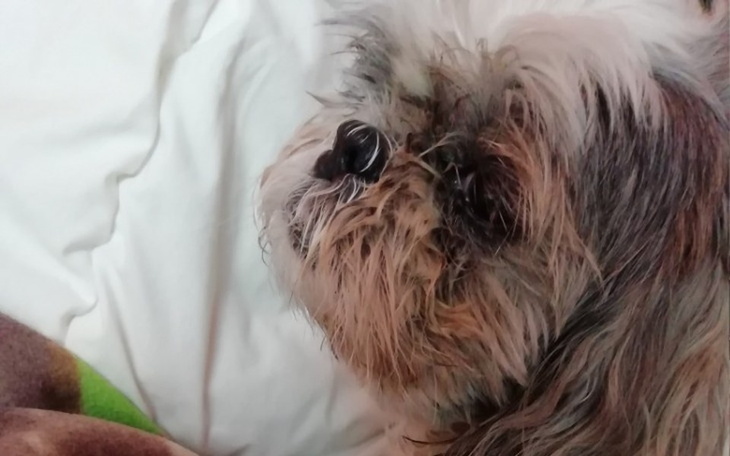 Zbiórka Na pomoc Zuzce 🐶🐕 - zdjęcie główne