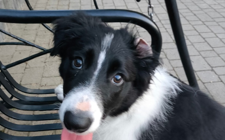 Zbiórka Uszko - zdjęcie główne