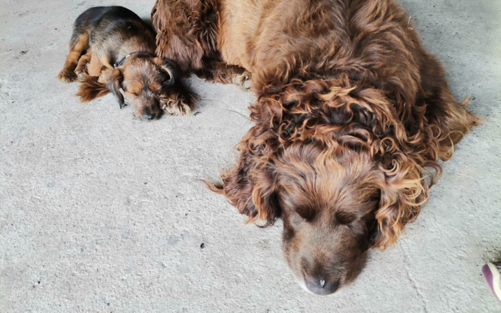 Zbiórka Babeszjoza kontra pies - zdjęcie główne