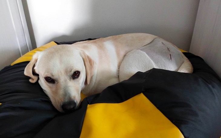 Zbiórka Operacja dysplazji biodrowej - zdjęcie główne