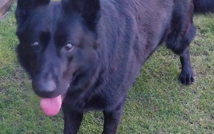 Czarny pies z wystawionym językiem na trawie.