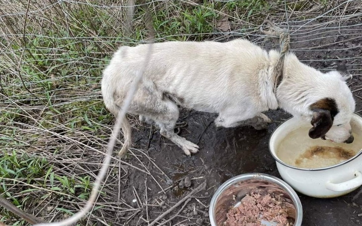 Zbiórka Na ratunek Erwinkowi - zdjęcie główne