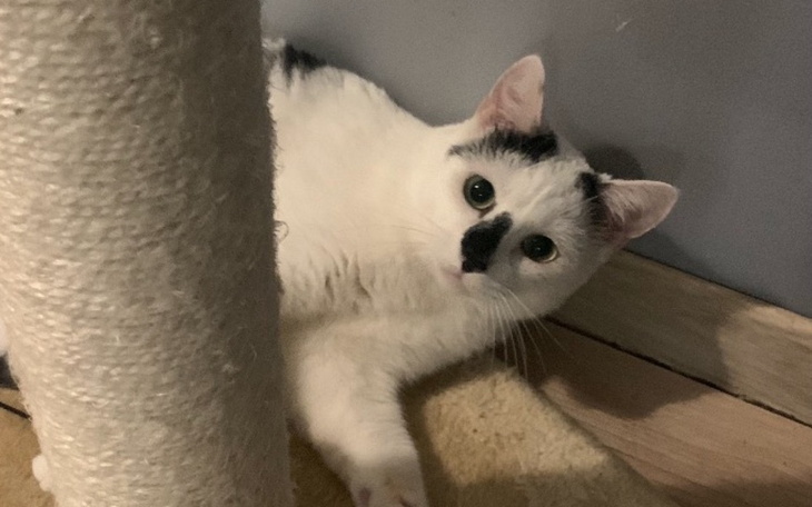 Biały kot z czarnymi plamami, leżący w pobliżu drapaka.