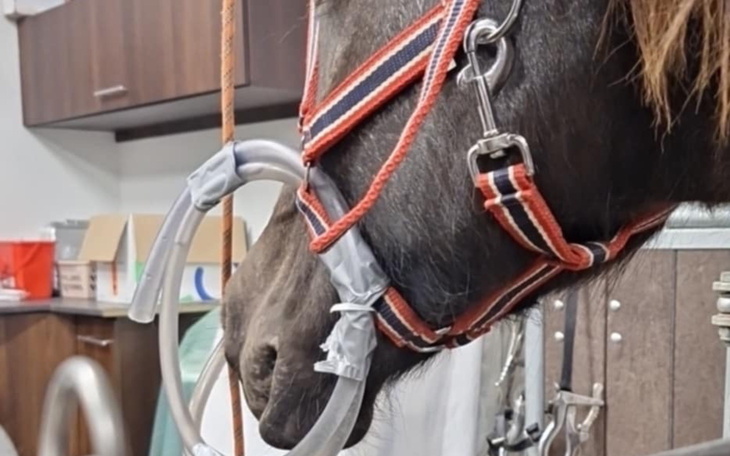 Zbliżenie na konia w uprzęży, przygotowanego do badania weterynaryjnego.
