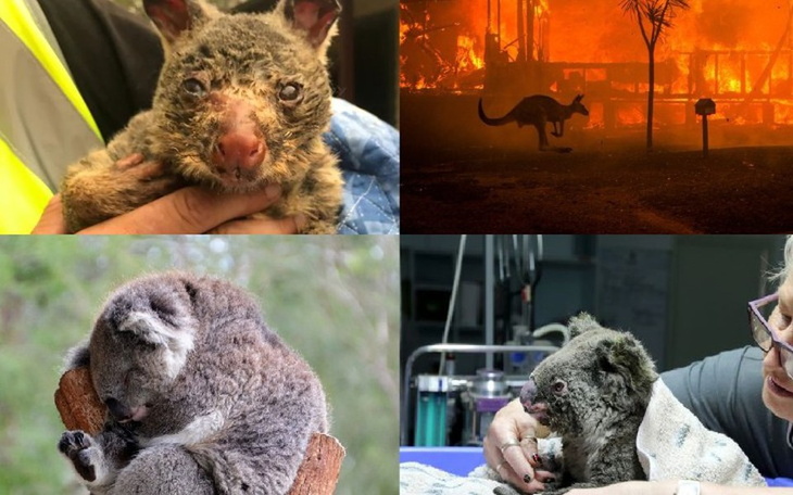 Zbiórka Pomoc dla Australii 2020 - zdjęcie główne