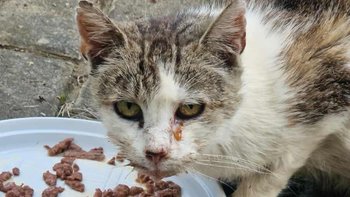 Zbiórka Lepsze życie Tulisi - miniaturka zdjęcia