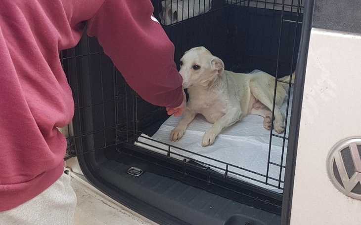 Zbiórka Uratujmy Packo - zdjęcie główne