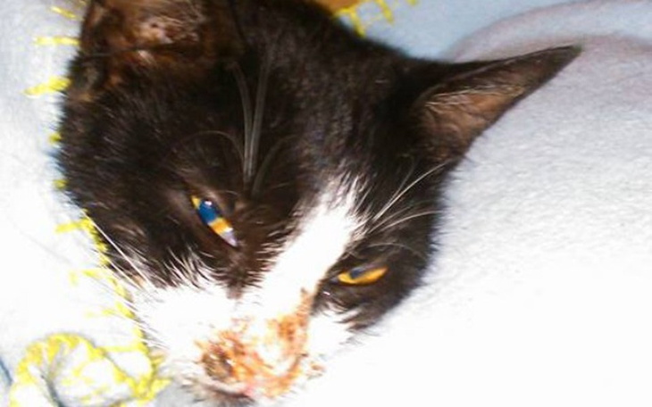 Zbiórka Kotka walczy o życie - zdjęcie główne