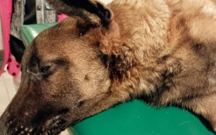 Zbiórka Ratujmy Farta,jest znowu źle. - zdjęcie główne