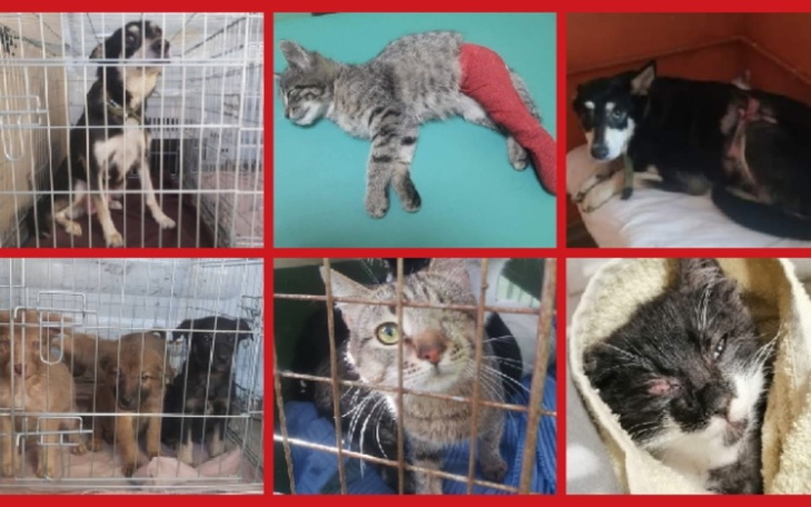 Zbiórka Pomoc ofiarom bestialskiej wojny - zdjęcie główne