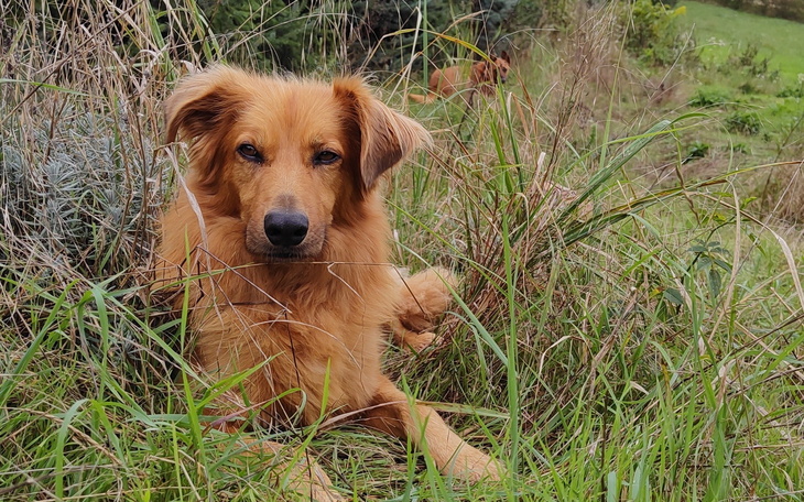 Pies w trawie, patrzący w obiektyw.