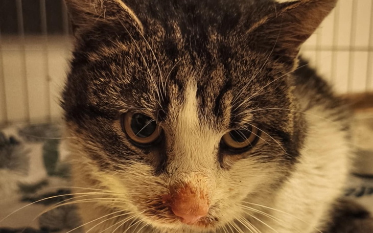 Kot z bliska, z wyraźnymi oczami.