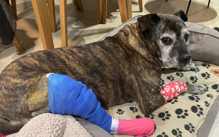 Pies z opatrunkami na łapach, leżący na poduszce.