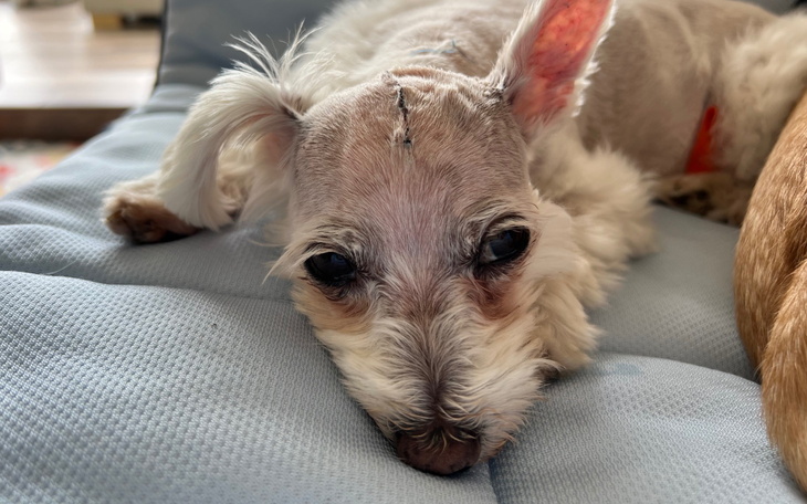 Pies odpoczywający na poduszce, z wyraźnymi emocjami.