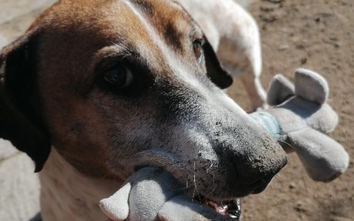 Zbiórka Lepsze życie dla Misia - zdjęcie główne